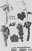 Vitis%20vinifera%20%27Sheegene%2028%27