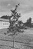 Cercis%20canadensis%20%27RNI-RCC3%27