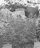 Vitex%20agnus-castus%20%27JBG%2019002%27