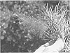 Grevillea%20hybrid%20%27Eternal%20Pink%20Glory%27