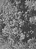Lagerstroemia%20indica%20%27G19234%27
