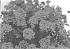 Verbena%20x%20hybrida%20%27KLEVP20067%27