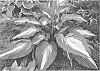 Hosta%20hybrid%20%28Tratt.%29%20%27Love%20Story%27