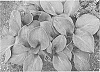 Hosta%20hybrid%20%28Tratt.%29%20%27Silver%20Bullet%27