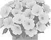 Petunia%20X%20hybrida%20%27Dopetsuryesto%27