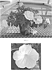 Petunia%20x%20hybrida%20%27Balsursite%27
