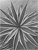 Agave%20desmettiana%20%27Dressed%20to%20Impress%27