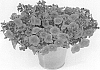Calibrachoa%20sp.%20%27KLECA20858%27