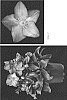 Helleborus%20x%20ericsmithii%20X%20Helleborus%20x%20hybridus%20%27COSEH%206200%27
