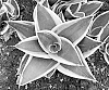 Sansevieria%20Plant%20Named%20%27OSV%20Sans%20011%27