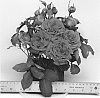 Rosa%20hybrida%20%27WEKwibscryper%27