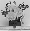 Rosa%20hybrida%20%27WEKcaspetono%27