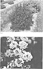 Physocarpus%20opulifolius%20%27ZLENatalie%27