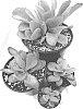 Kalanchoe%20hybrid%20%27Little%20Dragon%27