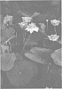Nelumbo%20nucifera%20%27ZHONGSHAN%20HONGLAN%27