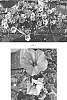 Petunia%20hybrida%20%27PEHY0058%27
