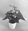 Anthurium%20andraeanum%20L.%20%27ANTHGESSIM%27