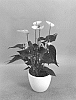 Anthurium%20andraeanum%20L.%20%27AN2608442%27