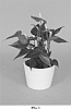 Anthurium%20andraeanum%20L.%20%27AN2971079%27