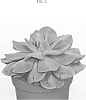Echeveria%20hybrid%20%27Serena%27