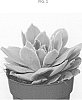 Echeveria%20lilacina%20x%20E.%20parva.%20%27AMIECH2009%27