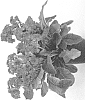 Primula%20elatior%20%27KERPOLILA%27