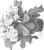 Primula%20elatior%20%27KERPOLSOPIN%27