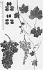 Vitis%20vinifera%20%27Sheegene%20105%27