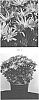 Chrysanthemum%20x%20morifolium%20%27CIFZ0087%27