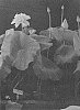 Nelumbo%20nucifera%20%27NANZHAO%20XUEFENG%27