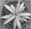 x%20Mangave%20hybrid%20%27Frosted%20Jade%27