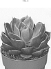 Echeveria%20setosa%20Oliver%20x%20Echeveria%20affinis%20E.%20Walther.%20%27AMIECH2008%27