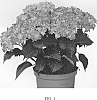 Hydrangea%20macrophylla%20%27Hokomabavi%27