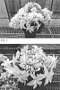 Hydrangea%20macrophylla%20X%20Hydrangea%20hybrida%20%27CMT%20010%27