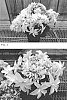 Hydrangea%20macrophylla%20X%20Hydrangea%20hybrida%20%27CMT%20010%27