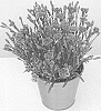 Dianthus%20x%20allwoodii%20%27KLEDG22998%27