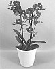 Phalaenopsis%20hybrid%20%27PHA217131%27