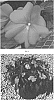 Impatiens%20interspecific%20%27IMGZ0020%27