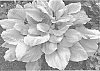 Hosta%20hybrid%20%28Tratt.%29%20%27Seasons%20in%20the%20Sun%27