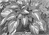 Hosta%20hybrid%20%28Trait.%29%20%27When%20I%20Dream%27