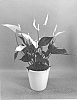 Anthurium%20andraeanum%20L.%20%27ANTHHOZIF%27