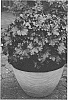 Heuchera%20hybrid%20%27Evening%20Gown%27