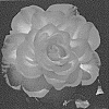 Rosa%20hybrida%20%27ALTsister%27