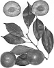 Interspecific%20Prunus%20species%20%27Flavor%20Kist%27