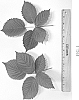 Rubus%20L.%20subgenus%20Rubus%20%27DrisBlackTwentySeven%27