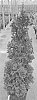 Thuja%20occidentalis%20%27SMNTOO%27