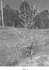 Cercis%20canadensis%20%27NC2017-108%27