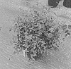 Kolkwitzia%20amabilis%20%27SMNKADTF%27