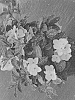 Philadelphus%20hybrida%20%27SMNPVB%27