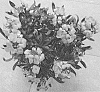 Erysimum%20hybrida%20%27Doerywaberlem%27